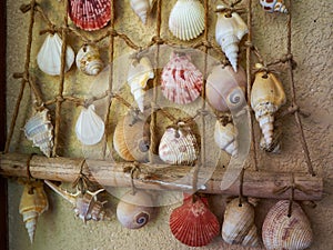 Beautiful collection of exotic sea shells photo