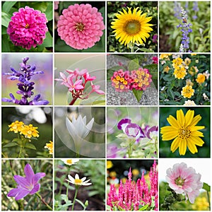 beautiful collection of flowers.