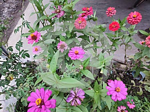 a beautiful collection of flowers in the front garden of the house