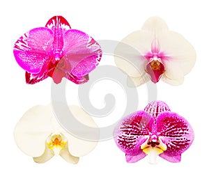 Beautiful collection of orchid flowers isolated on white background