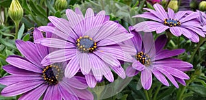 Spring Daisies - Osteospermum Two Tone African Daisies