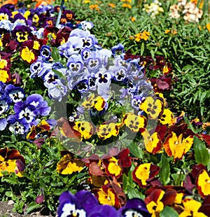 Beautiful collections of Viola flowers