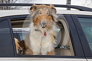 Beautiful Collie Dog looks out car window with wind blowing its hair while golden retriever peeks out beside it