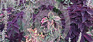 Beautiful collorful leafs