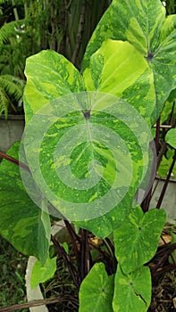 Beautiful Colocasia or Lemon lime Gecko , beautiful big plants growing in the garden at countryside restaurant.