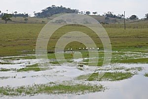 BEAUTIFUL COLOMBIAN NATURAL HABITAT, ESTERO LLANERO photo