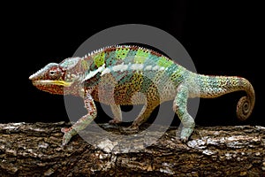 Beautiful color of chameleon panther