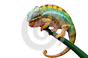 Beautiful color of chameleon panther, chameleon panther on dry leaves, chameleon panther closeup