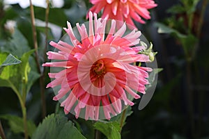 Beautiful Color Dalia Flower In The Park