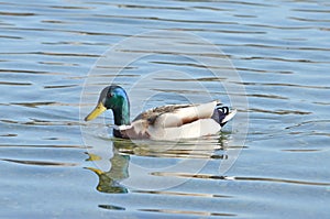 Beautiful color duck swiming