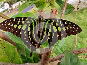 Beautiful color of nature