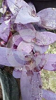 The beautiful color of tradescatia pallidal