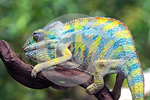 Beautiful color of yellow chameleon panther