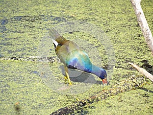 Beautiful color of the young Gallinule bird in the wetland photo