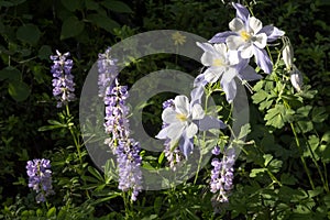 Beautiful Colorado Alpine Columbine Flowers Along Vail Mountain Hiking Trail