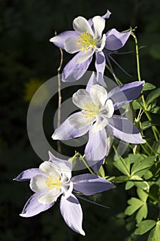 Beautiful Colorado Alpine Columbine Flowers Along Vail Mountain Hiking Trail