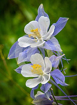 Beautiful Colorado Columbine