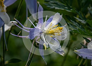 Beautiful Colorado Columbine