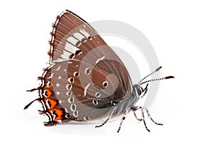 Beautiful Colorado Hairstreak butterfly isolated on a white background. Side view