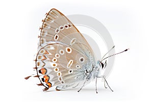 Beautiful Colorado Hairstreak butterfly isolated on a white background . Side view