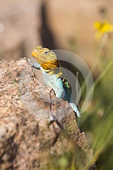 Beautiful coloration of collared lizard