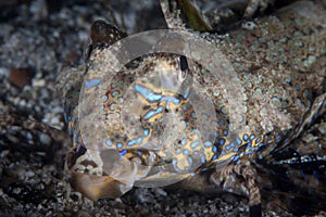 Beautiful Coloration on Face of Fingered Dragonet