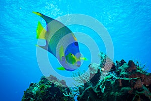 Angelfish on a Coral Reef at Cozumel Island photo