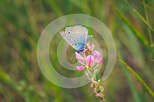 Beautiful colored butterfly on a flower