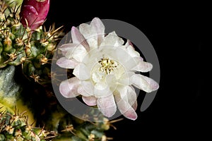 Beautiful colored cactus flowers blooming in the garden