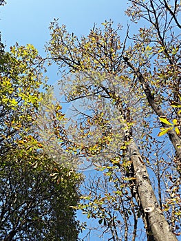 Beautiful colored chestnut trees - fall season