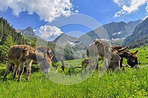 Beautiful colored donkey grazing in the bright green grass on a sunny day in the Carpathian Mountains.