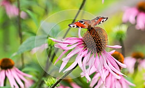 Beautiful colored European Peacock butterfly Inachis io, Aglais io on purple Echinacea flower in sunny summer garden