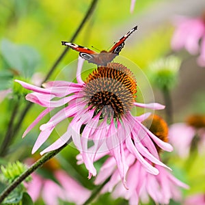 Beautiful colored European Peacock butterfly Inachis io, Aglais io on purple flower Echinacea in sunny garden