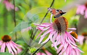 Beautiful colored European Peacock butterfly Inachis io, Aglais io on purple flower Echinacea in sunny garden