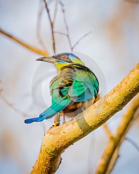 Beautiful colored feathers of the blue crowned motmot of Pantanal photo