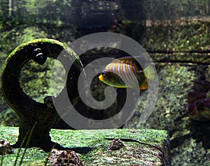 A Beautiful colored fishes swimming in the aquarium