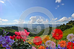 Beautiful colored flowers on the mountain top with blue sky