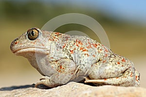 Beautiful colored garlic toad photo
