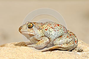Beautiful colored garlic toad photo