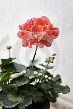 Beautiful colored geranium blooming