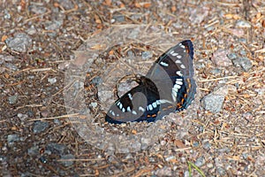 Beautiful colored iconic butterfly