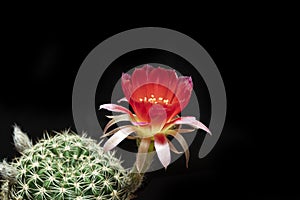 Beautiful colored lobivia cactus flowers blooming in the garden