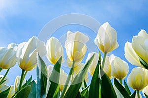 Beautiful colored optimistic landscape with yellow tulips on a background of the sky in the Netherlands and a place for an