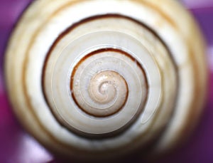 Beautiful colored pearl shell close-up / macro photo with selective focus in center of photo
