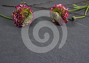 Beautiful colored ranunculus flowers on a grey wooden background