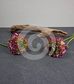 Beautiful colored ranunculus flowers on a grey wooden background