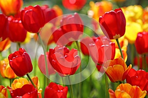 Beautiful colored red and yellow tulips on a field