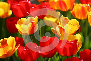 Beautiful colored red and yellow tulips on a field