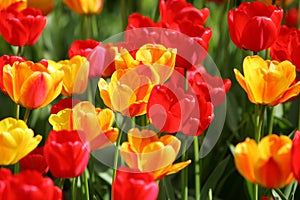 Beautiful colored red and yellow tulips on a field