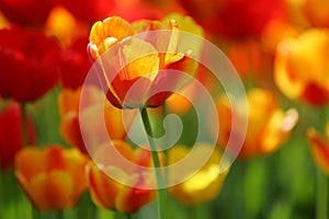 Beautiful colored red and yellow tulips on a field